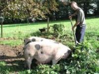 A Gloucester Old Spot pig, a native inhabitant of my bioregion